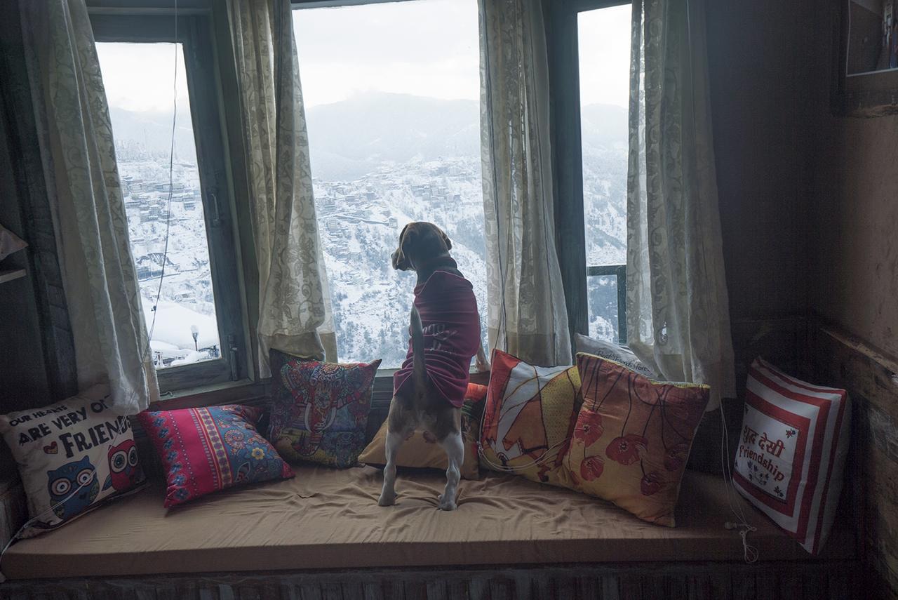 Meena Bagh Shimla Eksteriør billede